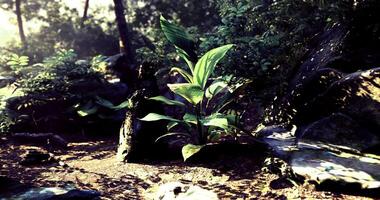 CGI Lush green plants thrive among rocks in a vibrant forest setting video