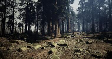 CGI Dense forest with towering trees and rocky terrain at dusk video