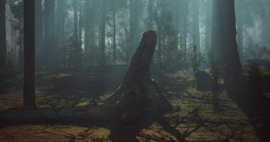 CGI Mysterious figure emerges in misty forest during calm early morning hours video