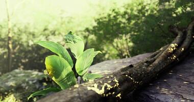 CGI Green leaves grow near a fallen log in a vibrant forest setting video