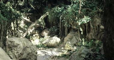 CGI Lush green forest path with rocks and vibrant foliage in sunny weather video
