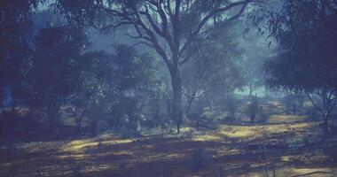CGI Dusk settles over a serene landscape filled with eucalyptus trees and shadows video