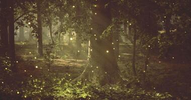 CGI Enchanted forest illuminated by fireflies in a twilight atmosphere video