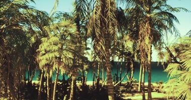 CGI Lush tropical landscape showcasing palm trees and serene waters near a beach video