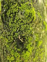 Lush Green Moss Texture with Small Brown Toad in Natural Habitat photo
