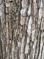 Close-Up of Textured Tree Bark with Natural Earth Tones and Patterns photo