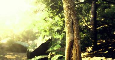 CGI Sunlight filters through trees in a peaceful forest setting near a stream video