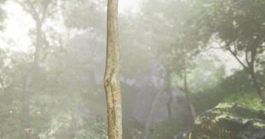 CGI Wooden stick standing in a forest surrounded by greenery in soft light video