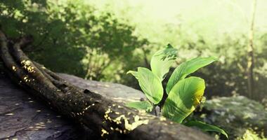CGI Lush green plant growing on natural rock in serene forest setting video