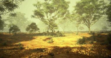 CGI Foggy landscape with eucalyptus trees in a serene natural environment video