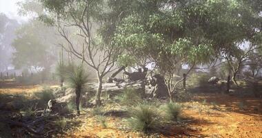 CGI Lush Australian landscape featuring trees and shrubs in foggy conditions video