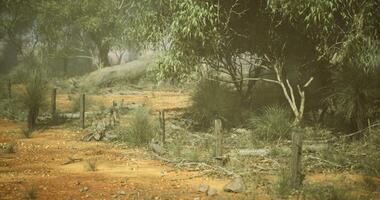 CGI Desolate landscape with sparse vegetation and distant trees in soft light video