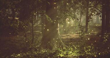 CGI Mystical forest bathed in golden light and shimmering fireflies at dusk video
