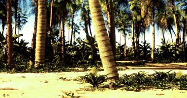 CGI Lush tropical landscape with swaying palms and vibrant greenery video