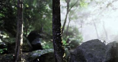 CGI Misty forest landscape with sunlight filtering through trees and rocks video