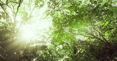 cgi luz solar transmissão através exuberante verde árvores dentro uma tranquilo floresta atmosfera video