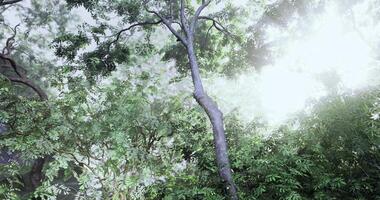 CGI Bright sunlight filtering through lush green trees in a serene forest video