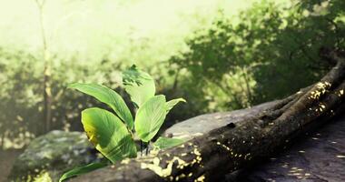 CGI Lush green leaves grow near a mossy log in a vibrant forest setting video