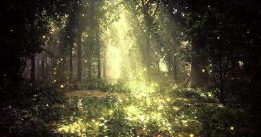 CGI Magical forest illuminated by sunlight and glowing orbs at midday video
