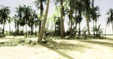 CGI Sunlight filters through palm trees on a tropical beach with lush vegetation video