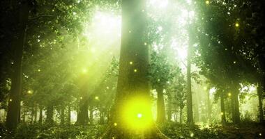 CGI Sunlight filtering through lush forest trees with glowing fireflies at dusk video