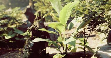 CGI Lush green foliage and vibrant plants thrive in a serene natural environment video