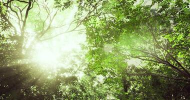 cgi luz solar filtros através denso verde marquise dentro uma tranquilo floresta configuração video