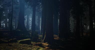 CGI Mysterious forest with tall trees and soft light creating a tranquil atmosphere video