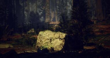 CGI Rocky outcrop illuminated by soft sunlight in a dense forest setting video