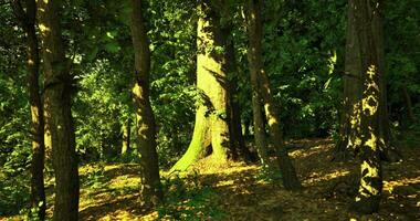 cgi Woud met zonlicht filteren door bomen creëren een sereen atmosfeer video