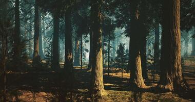 cgi solbelyst skog väg med lång träd skapande en lugn atmosfär video