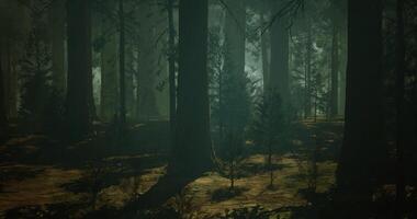 cgi skuggor och ljus filtrera genom träd i en lugn skog miljö video