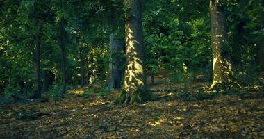 CGI Sunlight filters through trees in a lush forest during autumn video