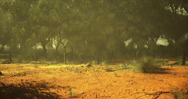 CGI Desert landscape with sparse vegetation and trees under a hazy sky video