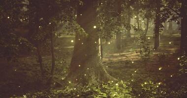 CGI Enchanting forest glimmers with fireflies during warm summer night video