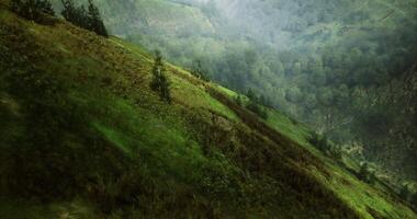 CGI Majestic green hills with lush trees under soft sunlight in the afternoon video