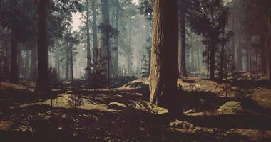 CGI Sunlight streams through tall trees in a calm morning forest video