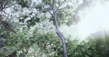 CGI Sunlight filtering through lush trees in a vibrant forest during the day video