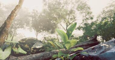 CGI Lush vegetation and misty atmosphere in a serene forest setting video