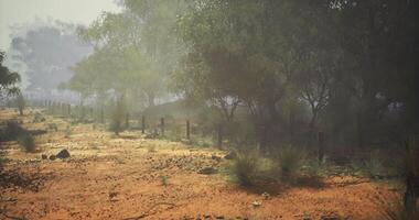 CGI Misty landscape with a dirt path and trees in an Australian bush setting video
