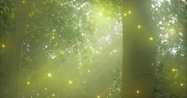 CGI Dappled sunlight filters through trees creating a magical forest atmosphere video