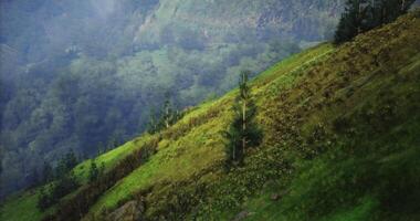 CGI Lush green hillside with scattered trees under a blue sky in the mountains video