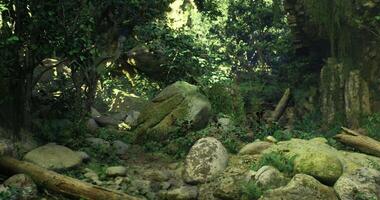 CGI Lush greenery and rocks in a serene forest environment during daylight video