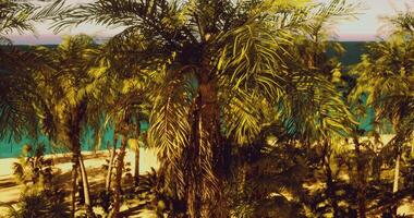 CGI Palm trees overlooking a serene beach with turquoise waters and golden sand video