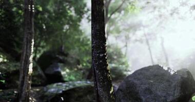CGI Misty forest landscape showcasing ancient trees and smooth stones at dawn video