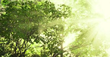 cgi luz solar filtrando através vibrante verde folhas dentro uma exuberante floresta video