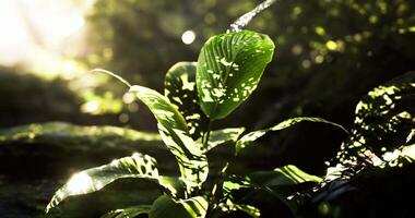 CGI Sunlight filtering through leaves in a lush forest setting video
