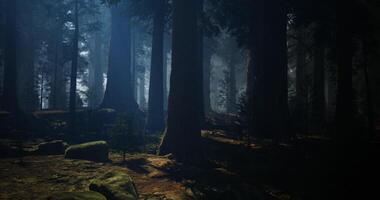 CGI Mysterious forest with tall trees and soft light filtering through branches video