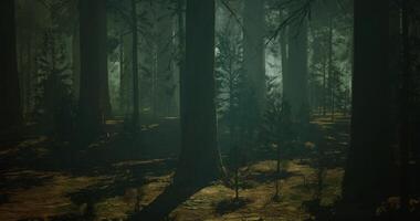 CGI Forest landscape with towering trees and soft light breaking through foliage video