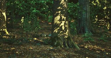 CGI Shadows playing on a tree trunk in a serene forest setting during afternoon video